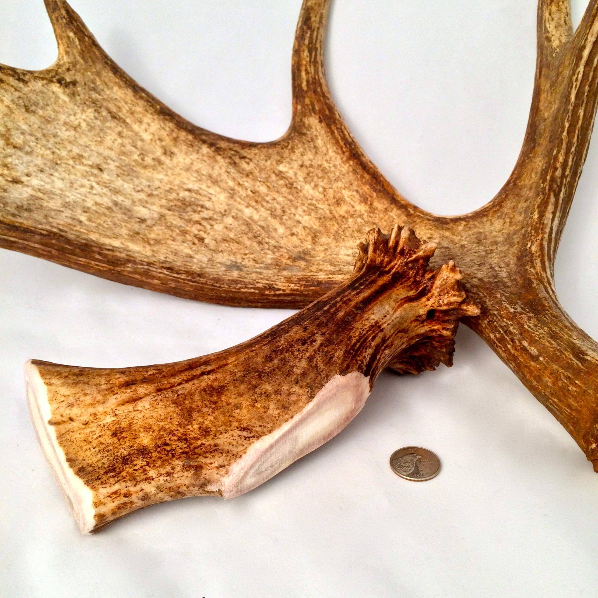 Antler Dog Chews Moose Antler - Large - 5-8 In