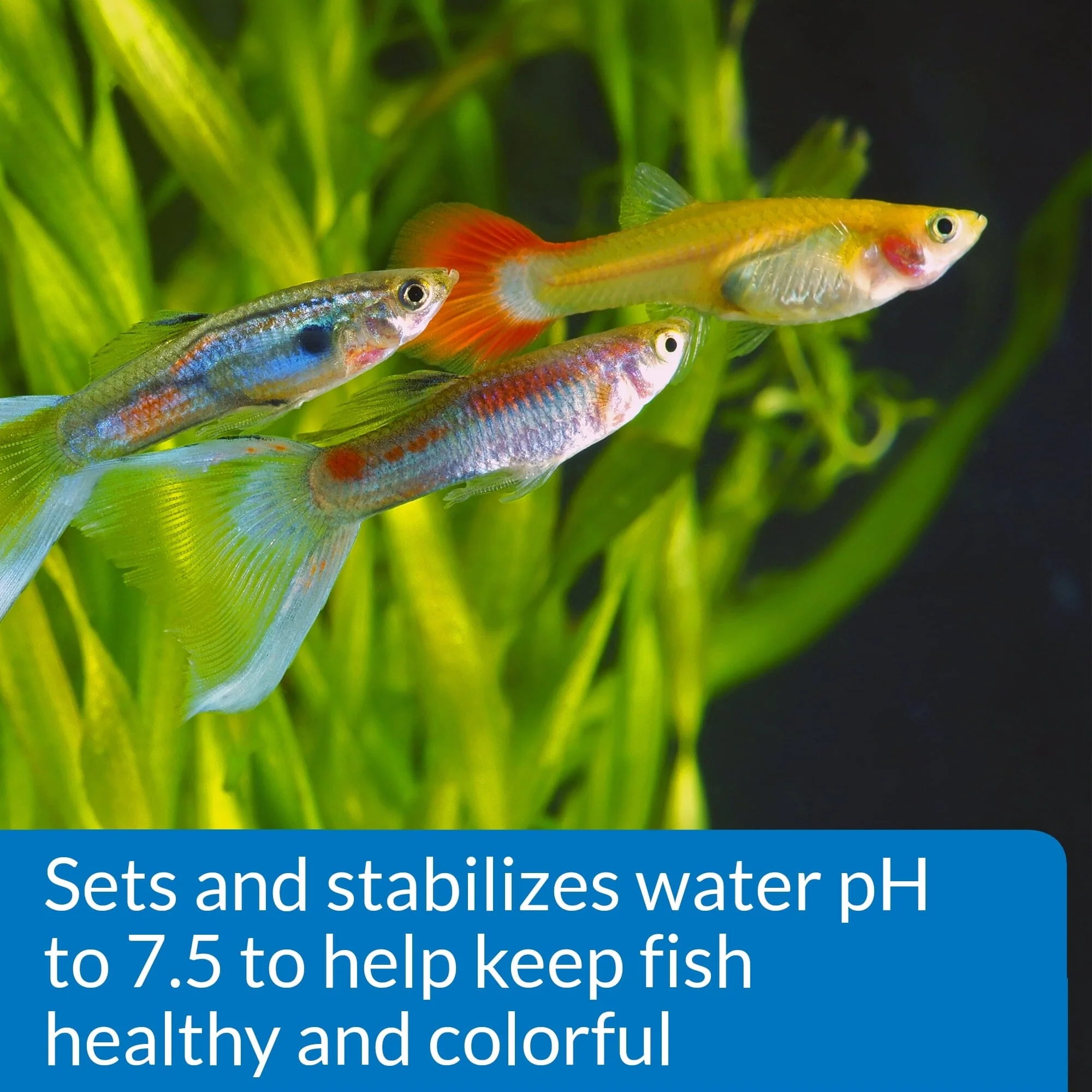 API Proper PH 7.5 Freshwater Aquarium PH Stablizer Powder Solution - 9.2 Oz - Image 3