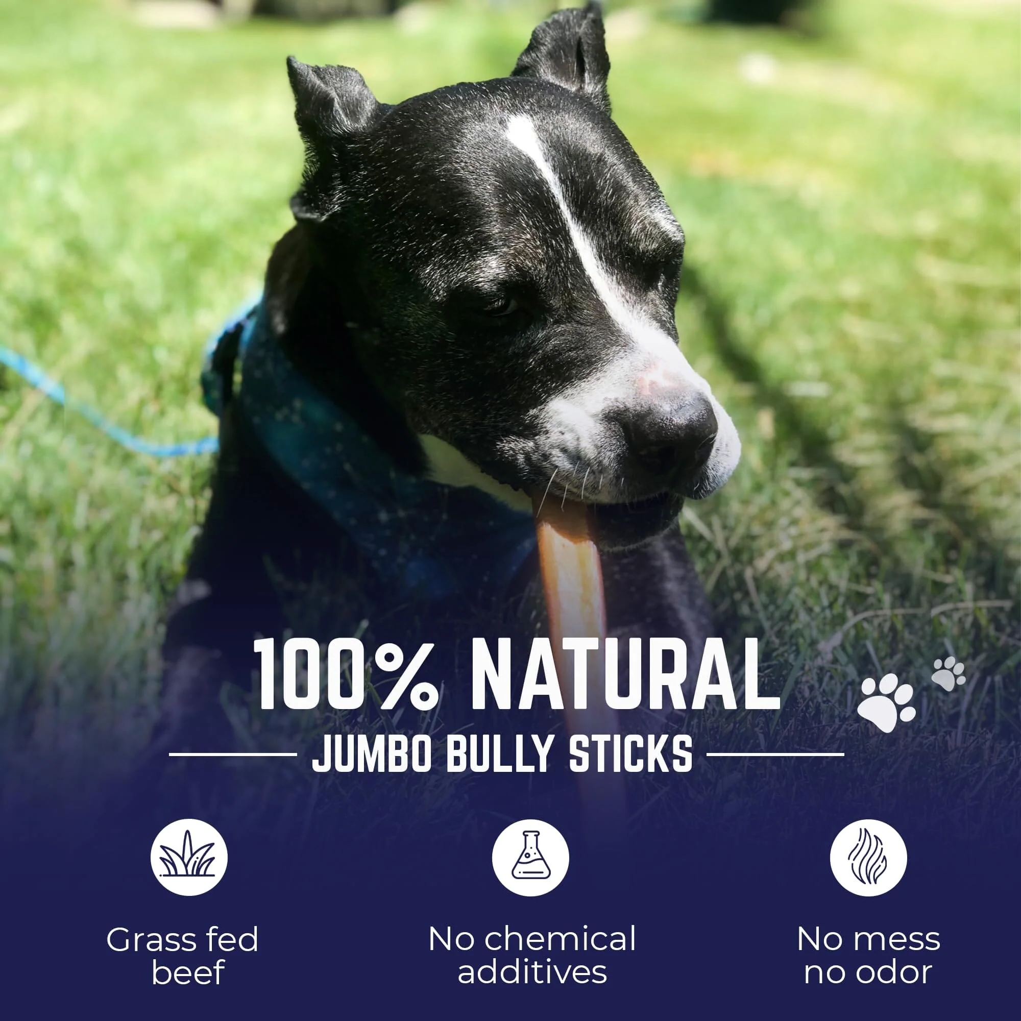 Best Buy Bones USA Pizzle Swizzle All-Natural Bully Sticks - Jumbo - 9 Inch - 12 Count - Image 4