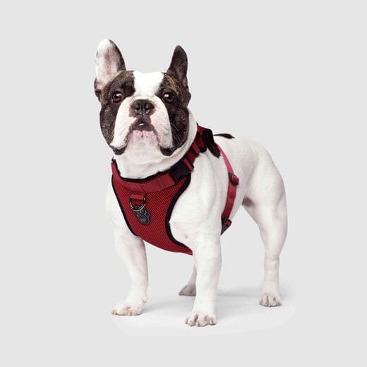 Canada Pooch Core Water-Resistant Everything Mesh Dog Harness - Image 10
