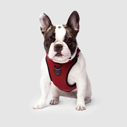 Canada Pooch Core Water-Resistant Everything Mesh Dog Harness - Image 11