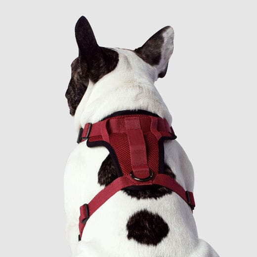 Canada Pooch Core Water-Resistant Everything Mesh Dog Harness - Image 12