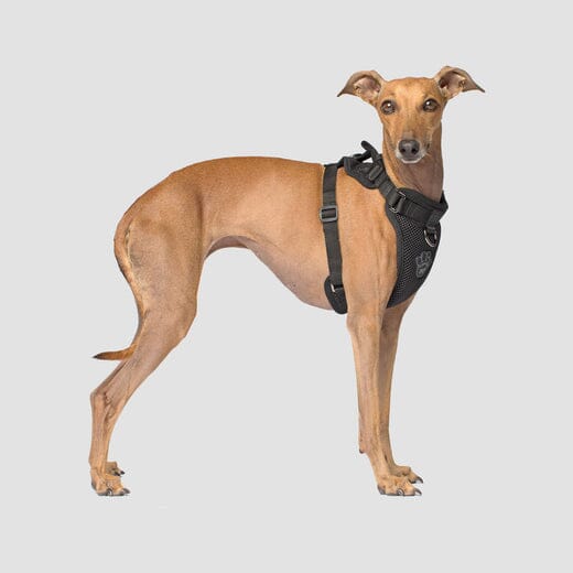 Canada Pooch Core Water-Resistant Everything Mesh Dog Harness - Image 3