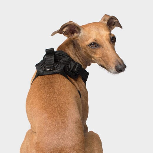 Canada Pooch Core Water-Resistant Everything Mesh Dog Harness - Image 4