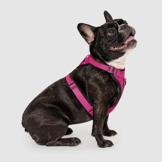 Canada Pooch Core Water-Resistant Everything Mesh Dog Harness - Image 7
