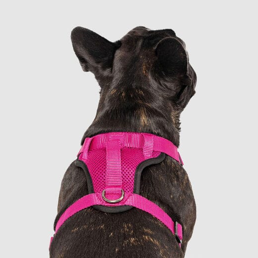 Canada Pooch Core Water-Resistant Everything Mesh Dog Harness - Image 8