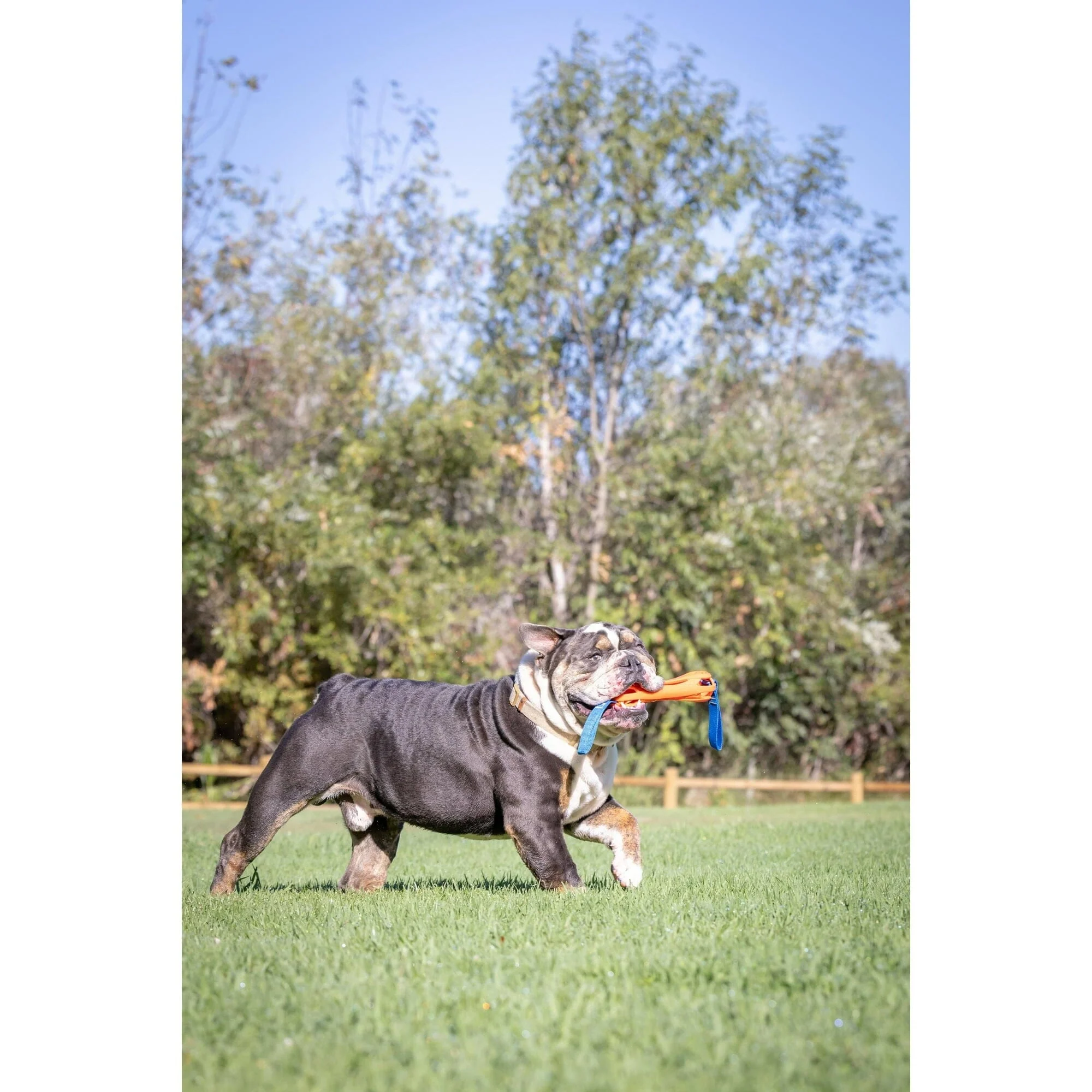Chuckit! Breathe Right Air-Fetch Bumper Fetch and Tug Rope and Rubber Dog Toy - Image 2