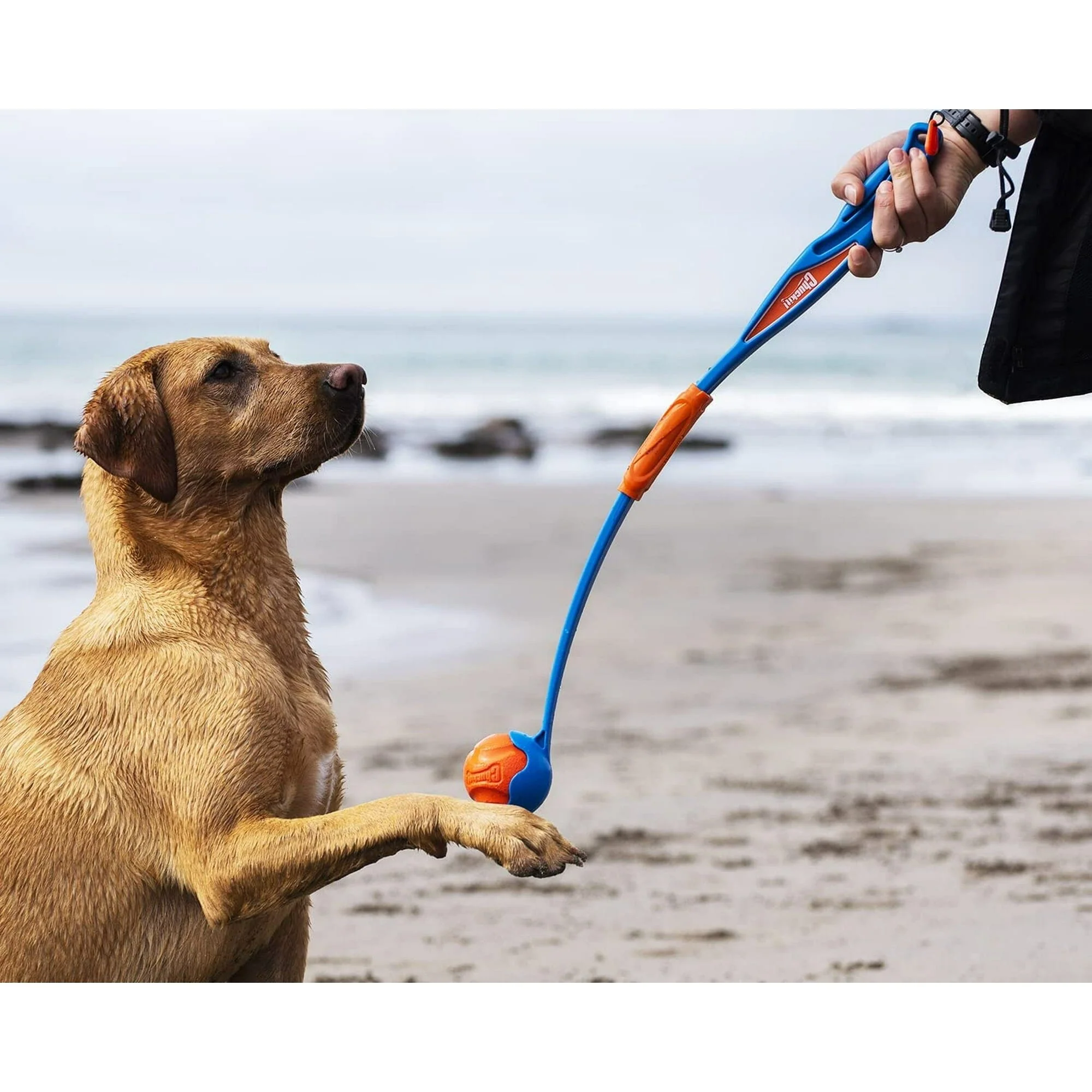 Chuckit! Petmate Fetch & Fold Ball Launcher with 2.5 Inch Diameter Ball Interactive Dog Toy - Image 6