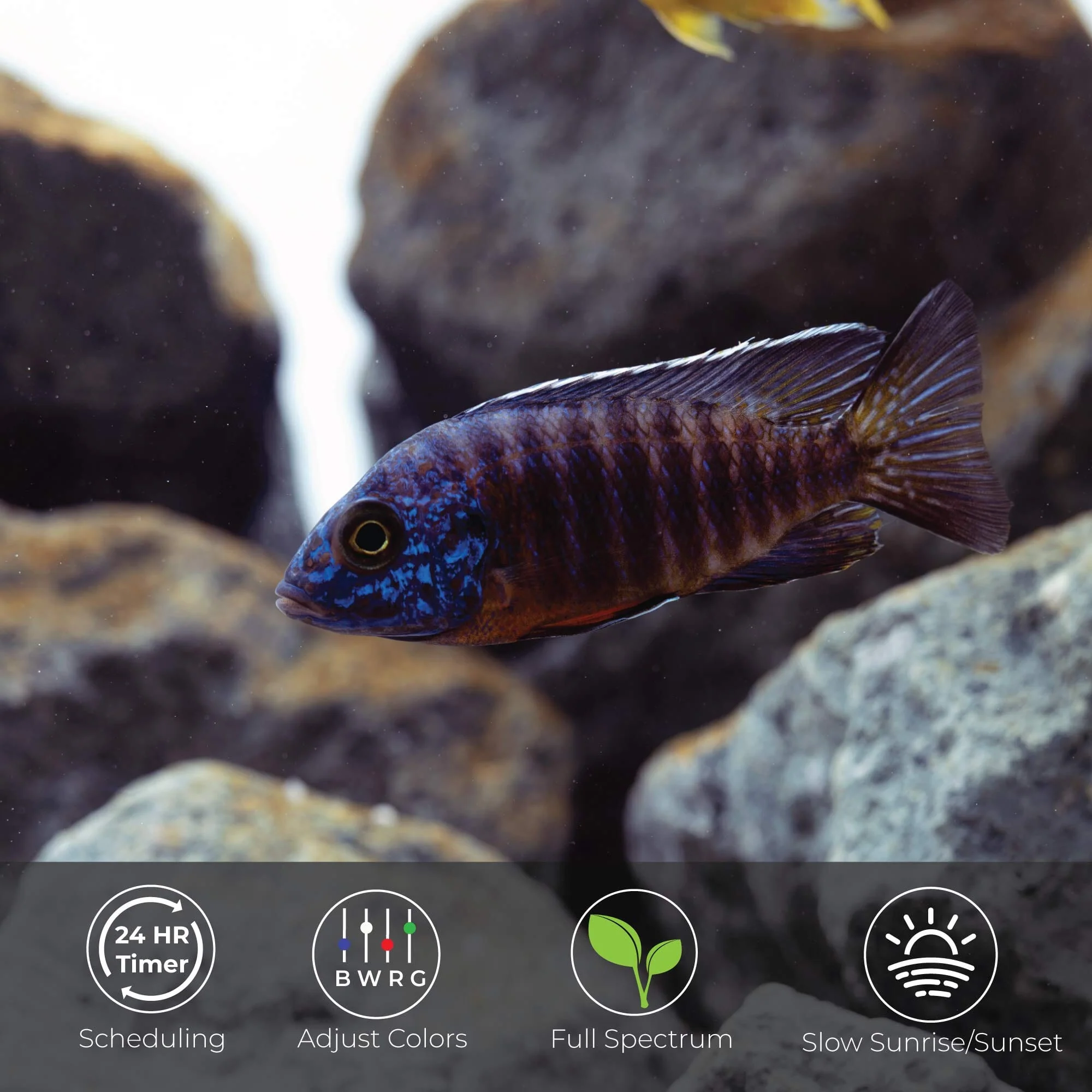 Current USA Serene Sun Freshwater LED Light with 24-Hour Remote Control - White - 18-24" Inch - Image 5