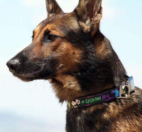 Cycle Dog Regular Earth-Friendly Dog Collar - Flower - Large - Image 4