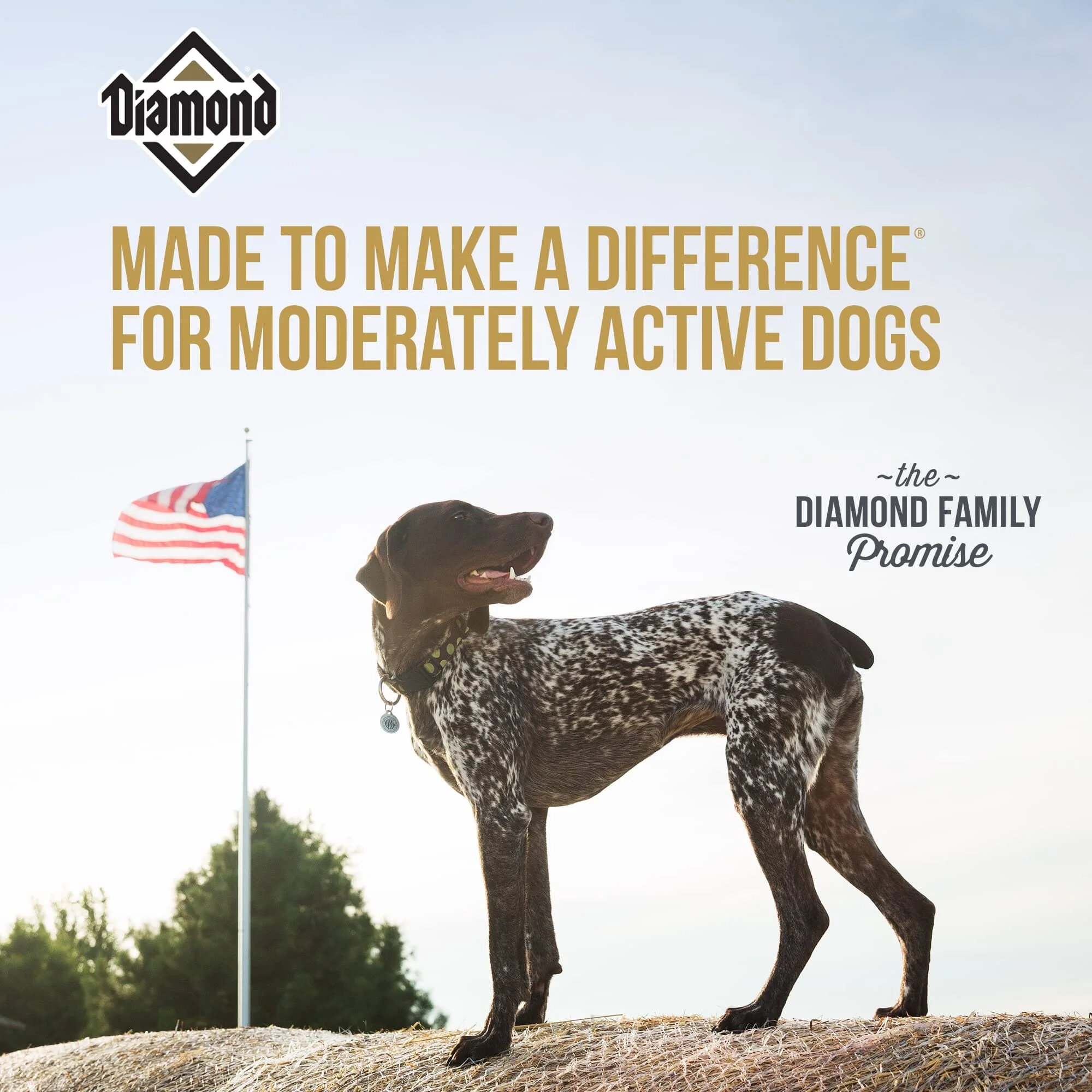 Diamond Maintenance Adult Dry Dog Food - 20 Lbs - Image 3