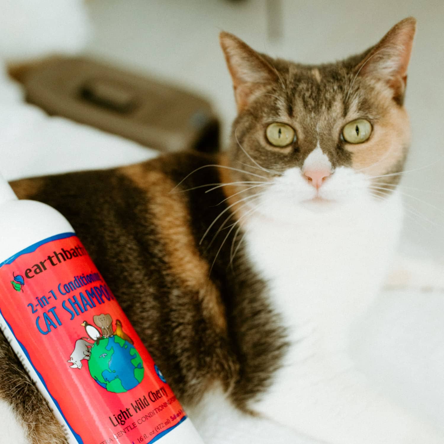 Earthbath 2-in-1 Cherry Fragrance Cat Shampoo - 16 Oz - Image 4