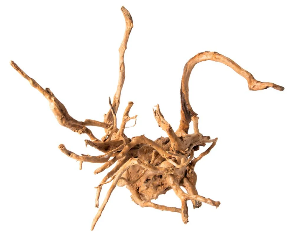 Galapagos Spider Wood Root - Brown - 12 In - 24 in