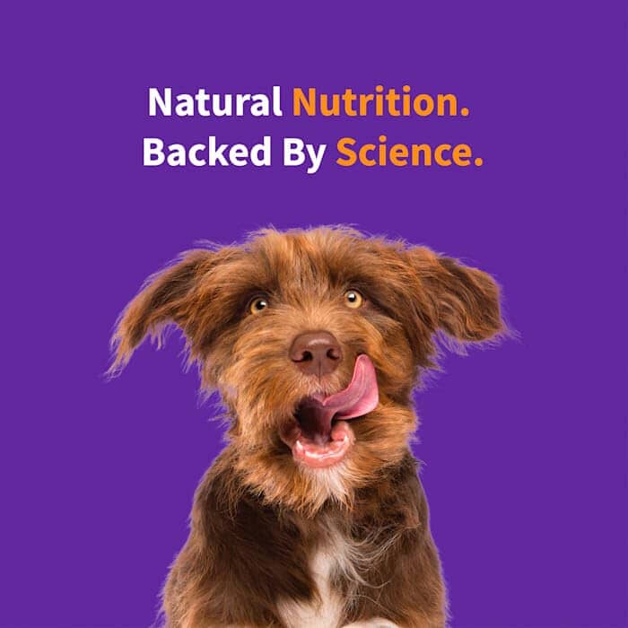 Halo Pets Elevate Healthy Grains Red Meat Recipe Dry Dog Food - 3.5 Lbs - Image 4