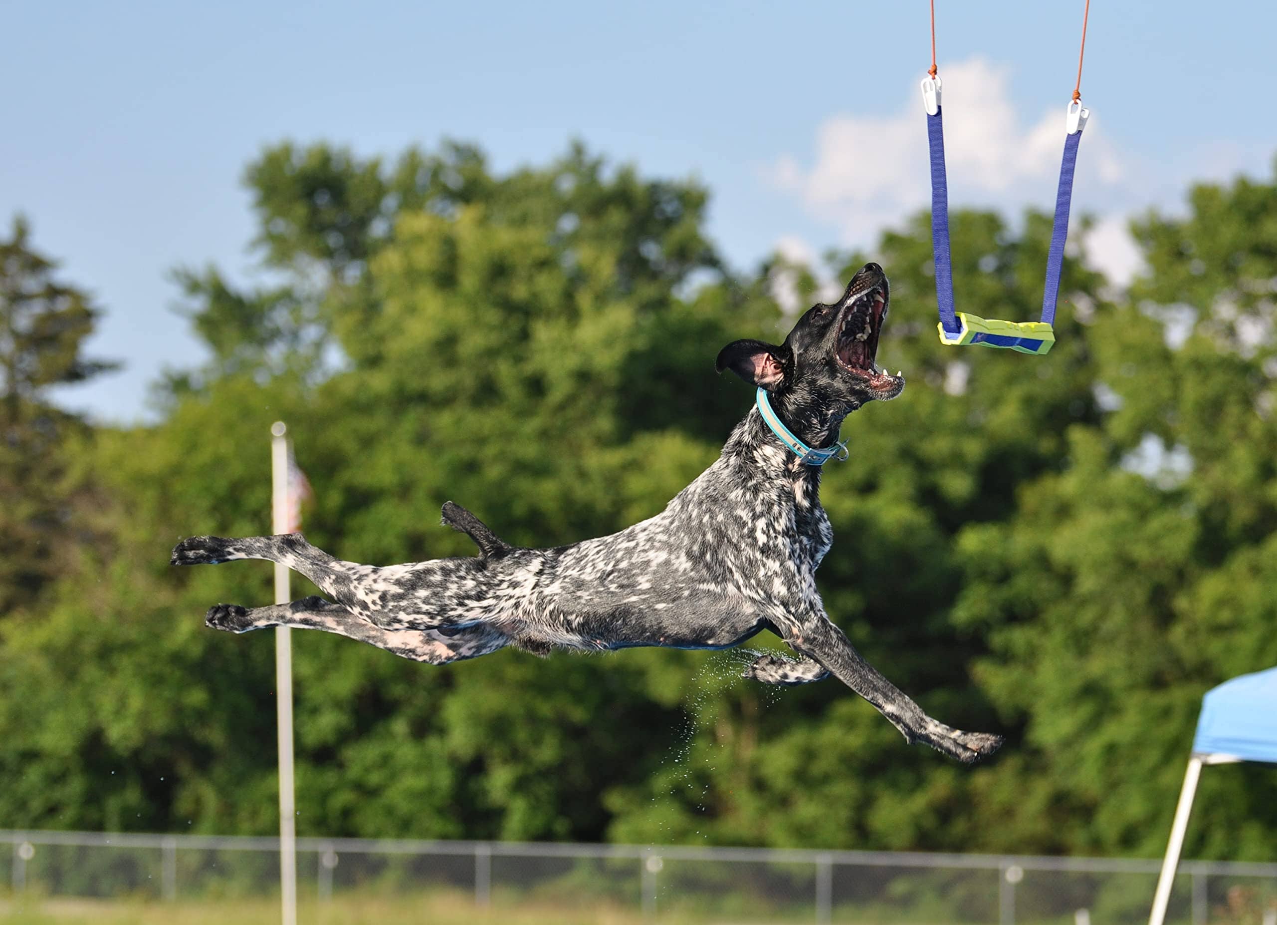 Kinetic Performance Mass 34K Dog Supplement - Image 4