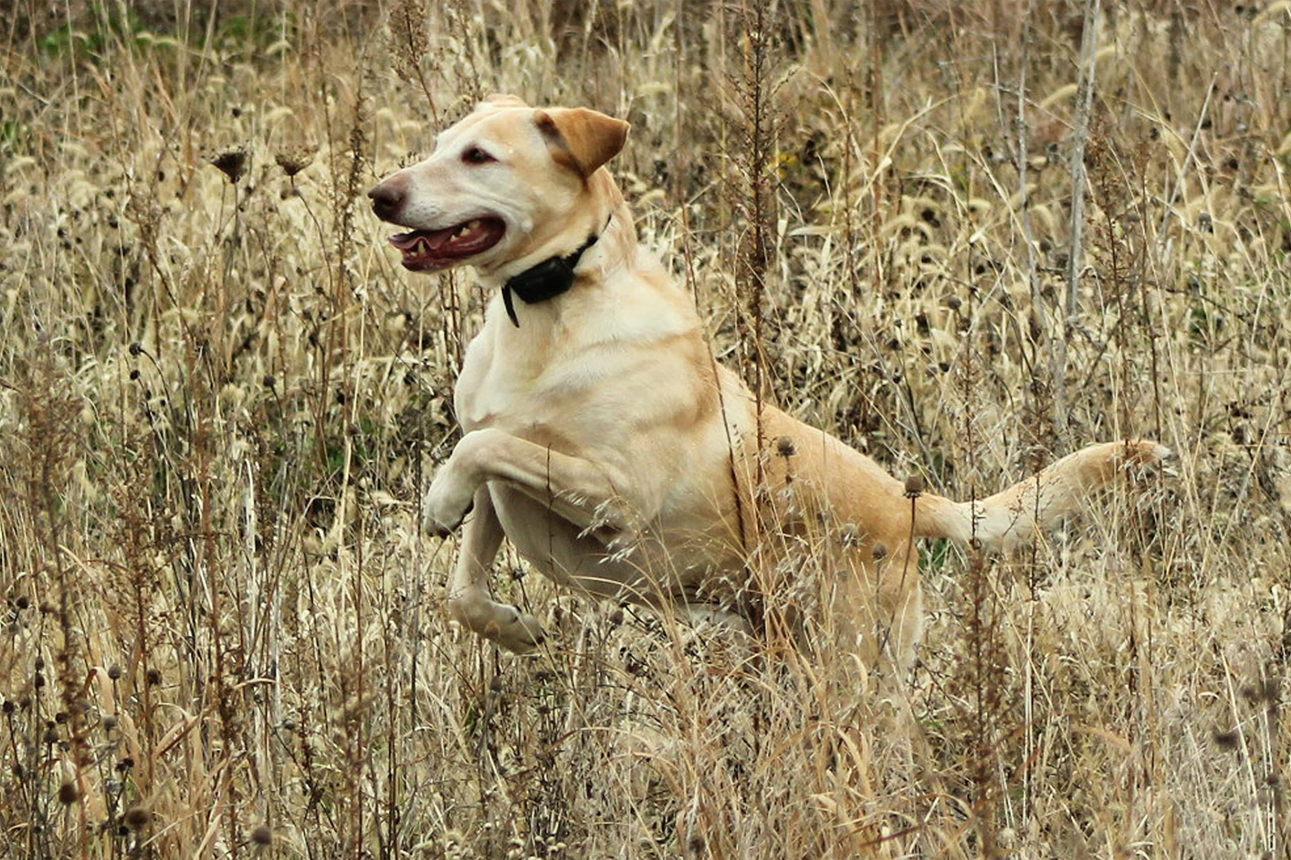 Kinetic Performance Mass 34K Dog Supplement - Image 6