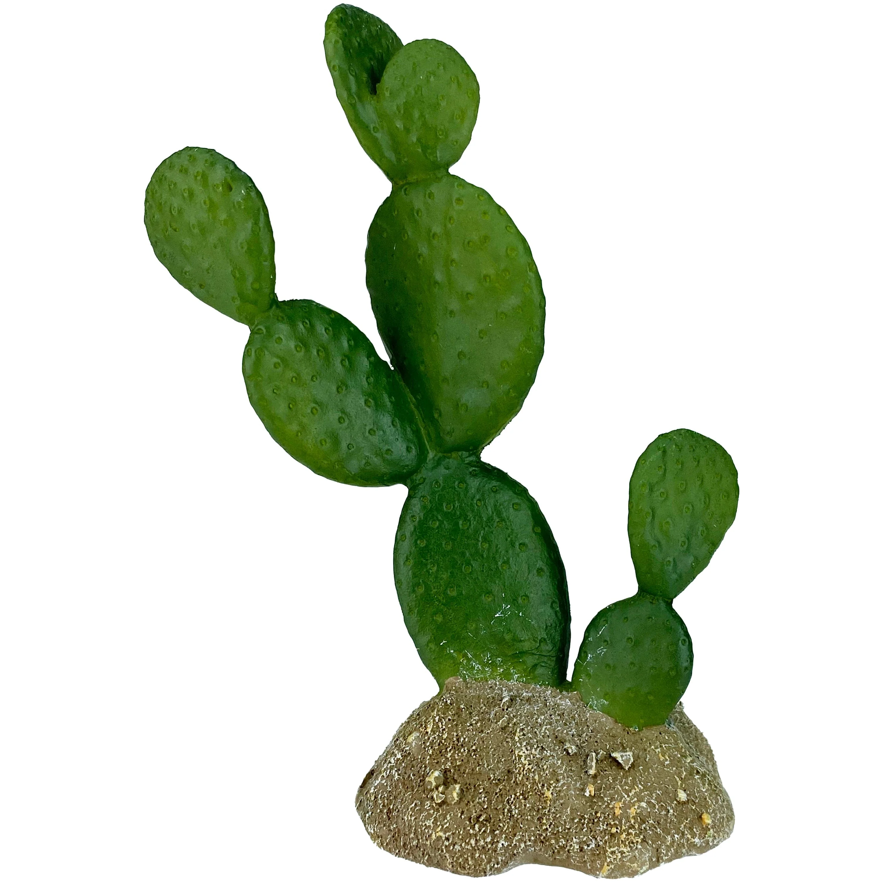 Komodo Cactus Plant Prickly Pear - 6.3 in