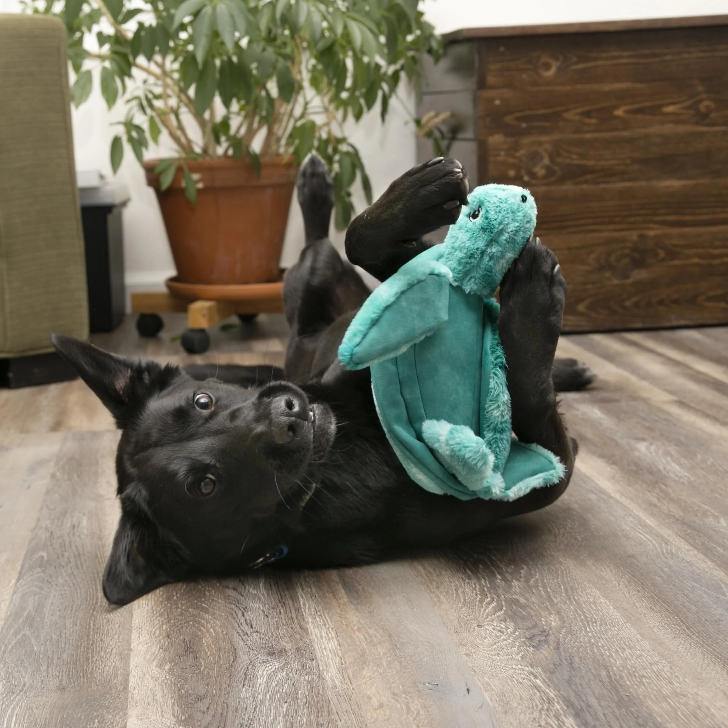 Kong Softseas Turtle Crinkle Squeak and Plush Dog Toy - Small - Image 2
