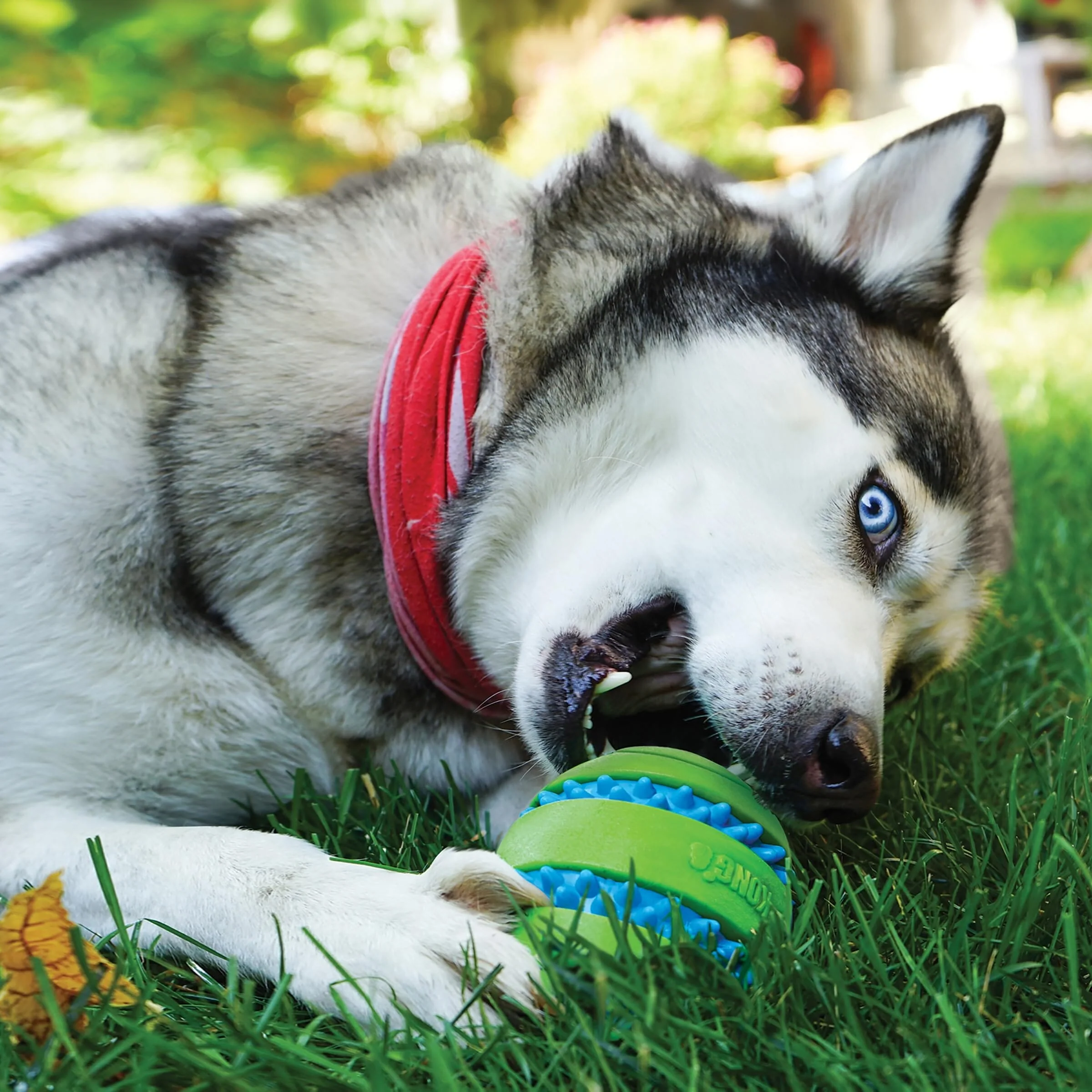 Kong Squeezz Goomz Ball Dental Textured and Squeak Rubber Dog Toy - Medium - Image 2