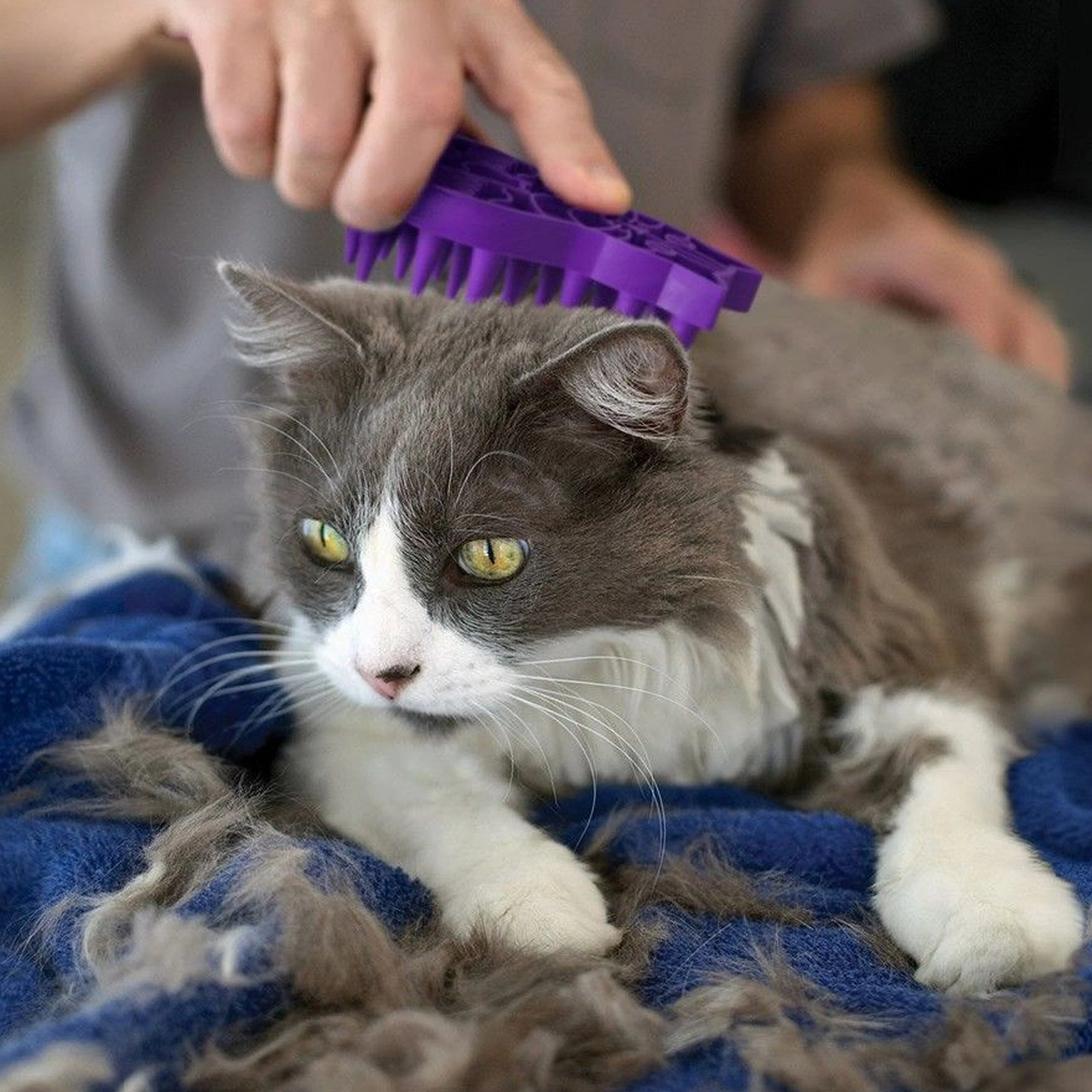 Kong Zoom Groom Raspberry Massaging and Grooming Cat Brush - Image 4