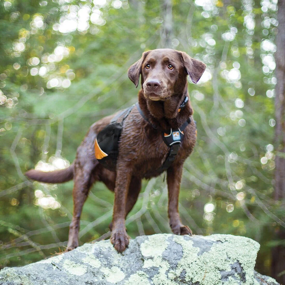 Kurgo Baxter Hiking Reflective Dog Backpack and Harness - Image 8