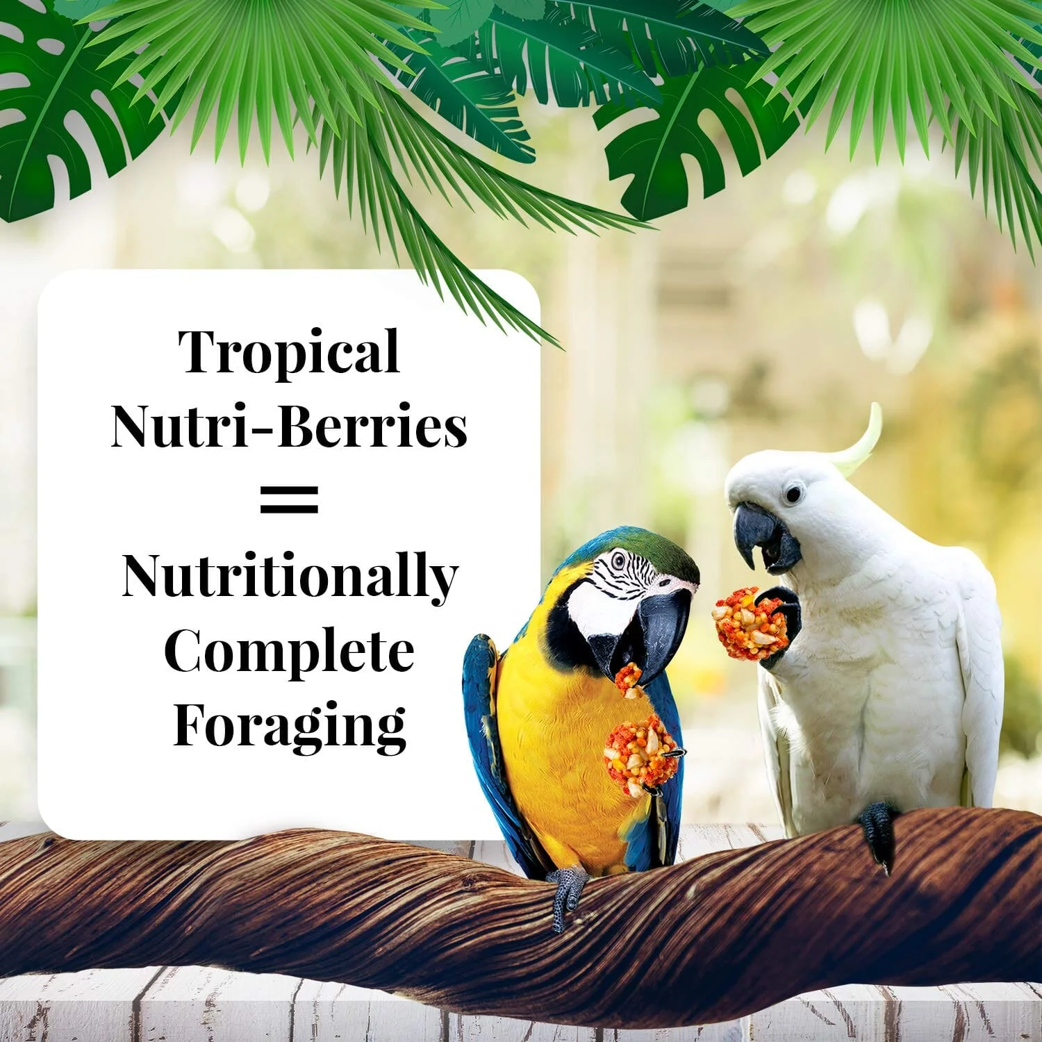 Lafeber's® Tropical Fruit Nutri-Berries for Macaws & Cockatoos - 10 Oz - Image 2