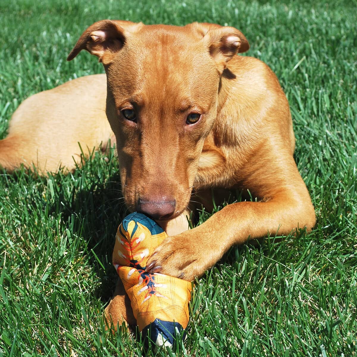 Meowijuana Doggijuana Get Outside Hiking Boot Refillable Juananip Dog Toy - Image 5