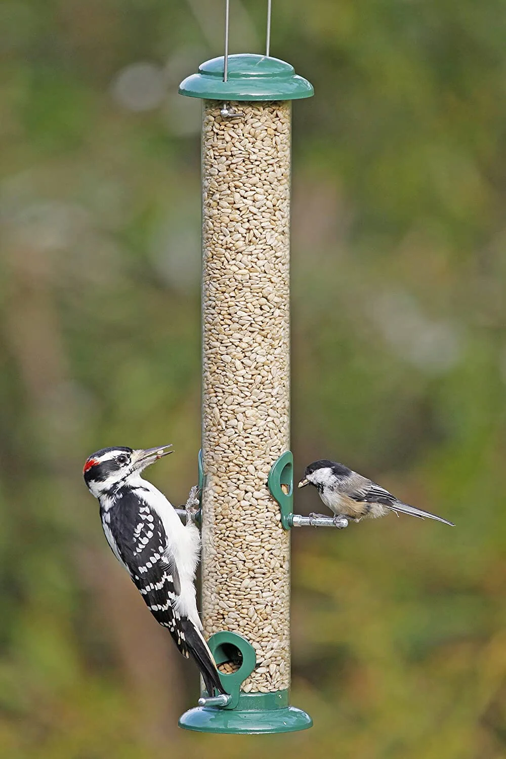 More Birds Metal Tube Seed Tubed Wild Bird Feeder - Green - 1.5 Lbs Cap - Image 2