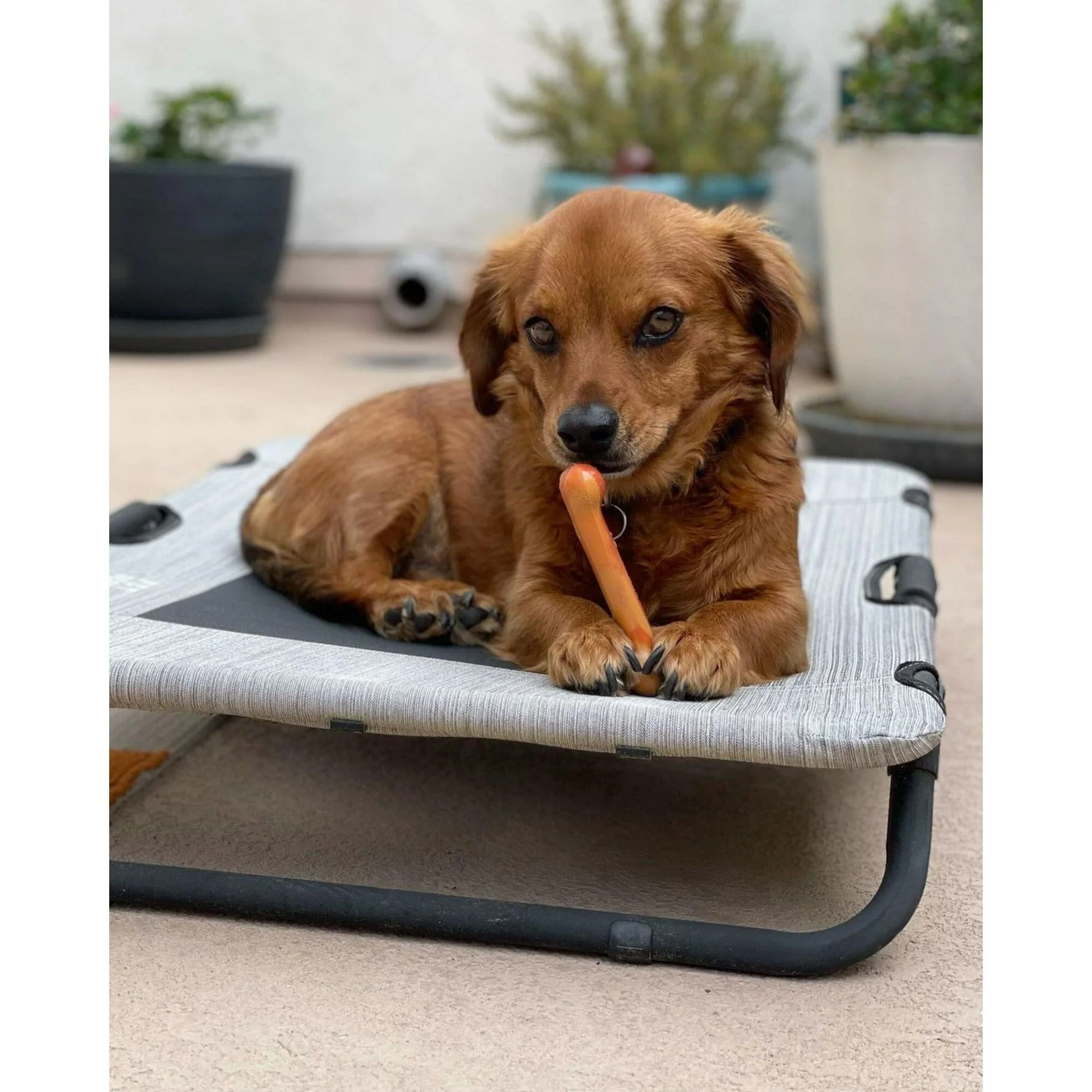 Nylabone Original Bone Flavor Frenzy Multiple Flavor Power-Chew Nylon Chew Dog Toy - Extra Small - 3 Pack - Image 2