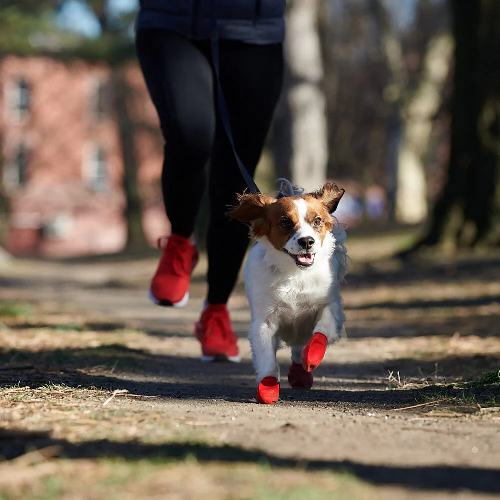 Pawz Waterproof Dog Boots - Image 13