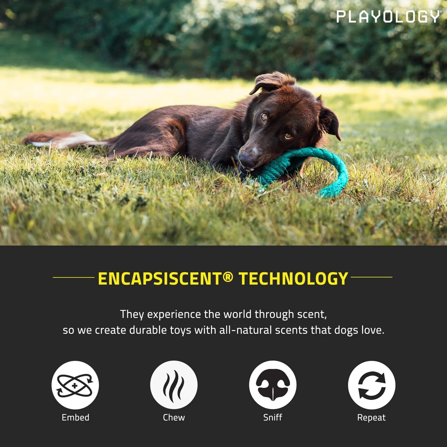 Playology Chicken Scented Dri-Tech Ring Dog Toy with Encapsiscent Technology - Large - Image 3