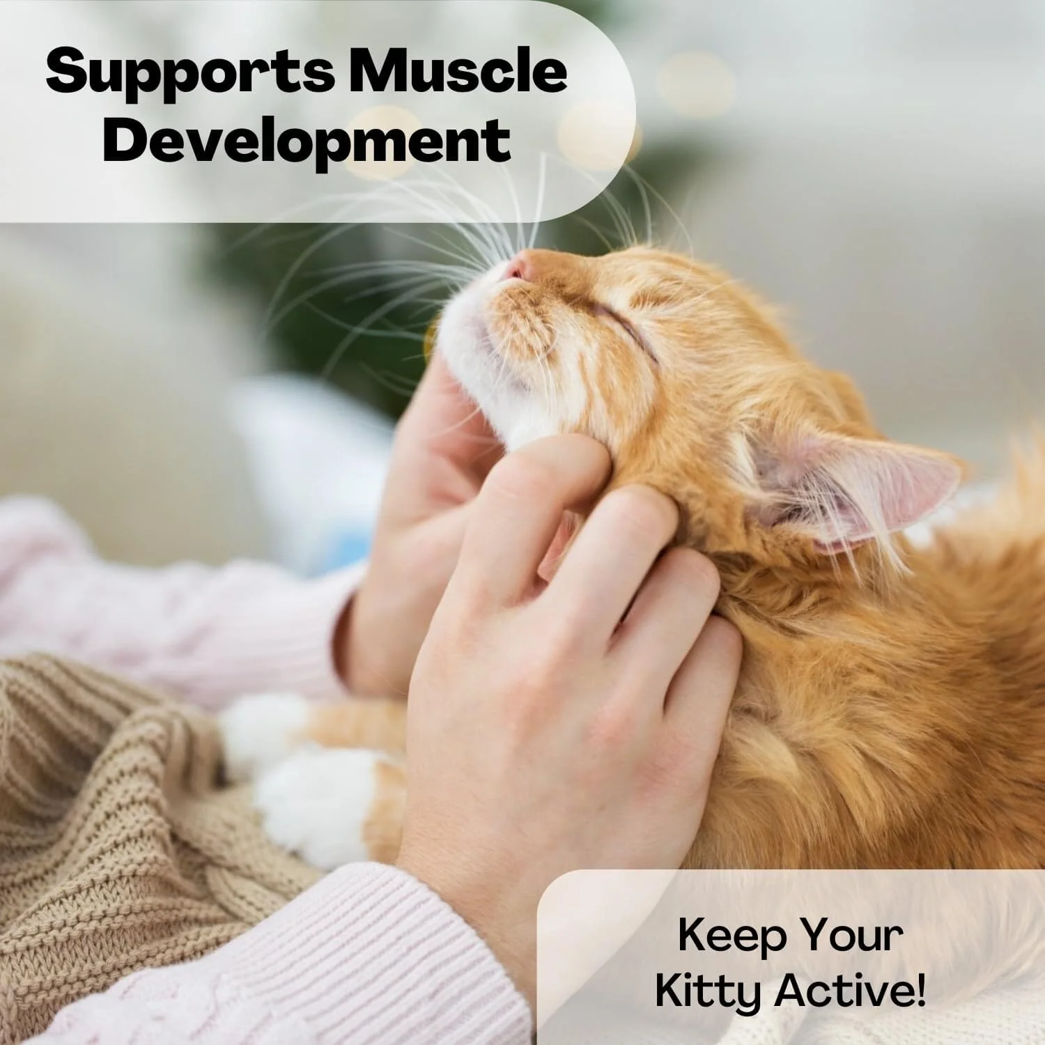 Purina Kitten Chow Nurture High-Protein Muscle and Brain Chicken with Minerals Dry Cat Food - 3.15 Lbs - Case of 4 - Image 4