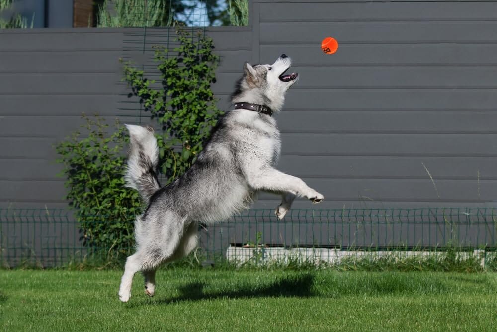 Snugarooz Deep Space Tennis Balls Squeak and Fetch Dog Toys - 3 Pack - Image 3