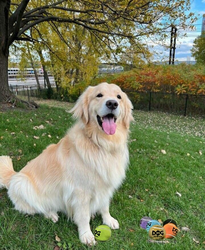 Snugarooz Deep Space Tennis Balls Squeak and Fetch Dog Toys - 3 Pack - Image 4