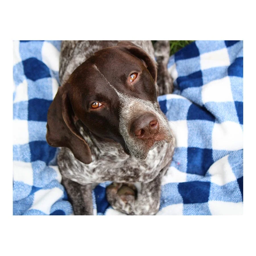 Tall Tails Blanket Navy Plaid Pattern Fleece Dog Blanket - Large - L:40 X W:30 Inch - Image 4