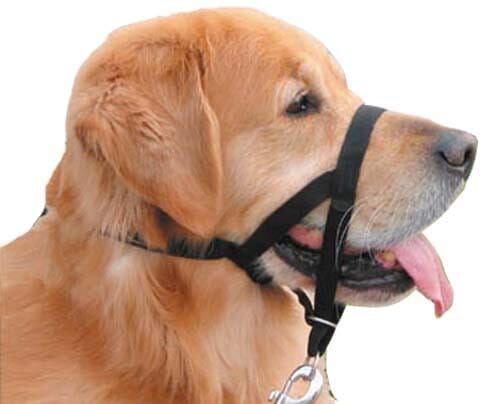 The Company of Animals Halti Headcollar for Dogs - Image 3