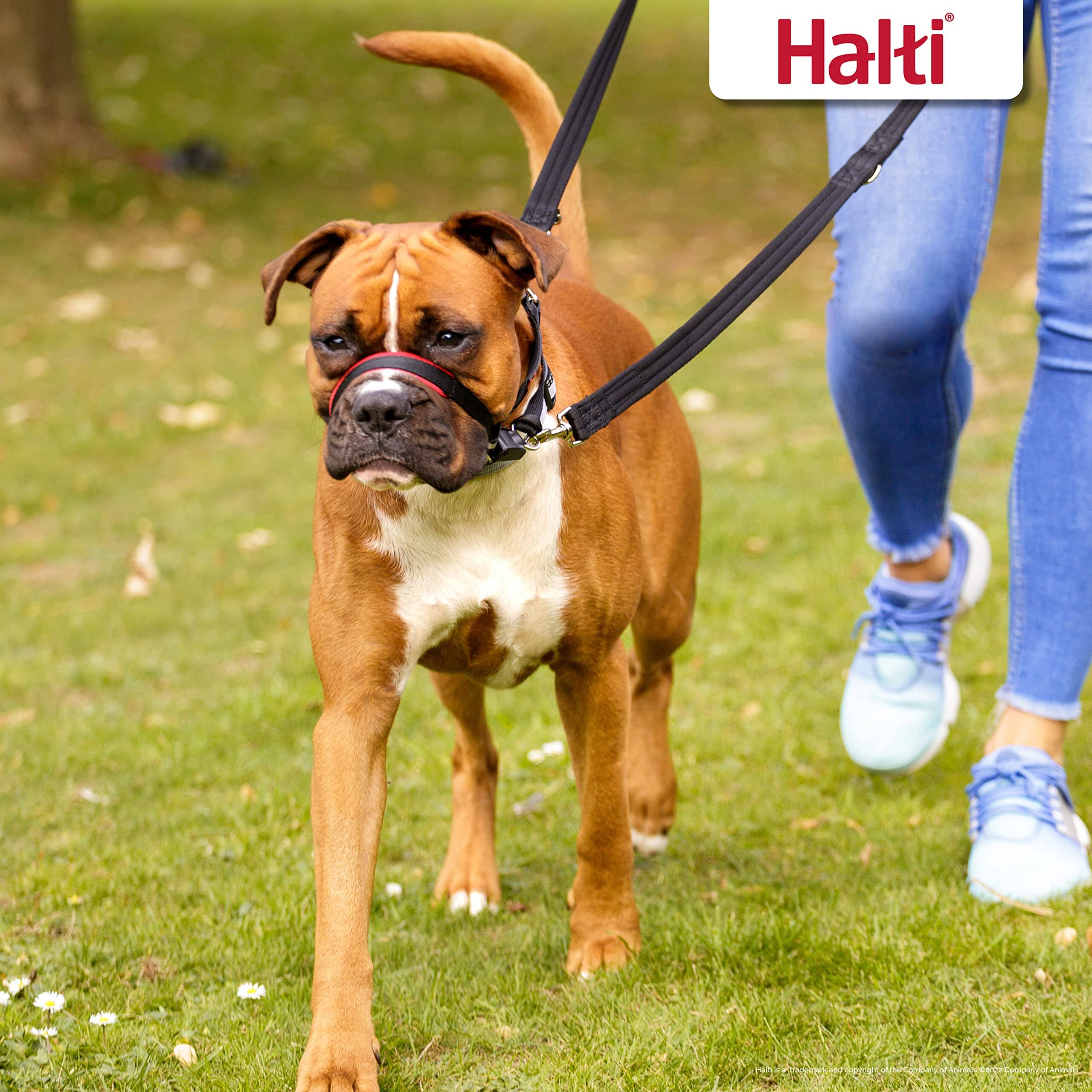 The Company of Animals Halti Optifit Dog Head Collar - Small - Image 5