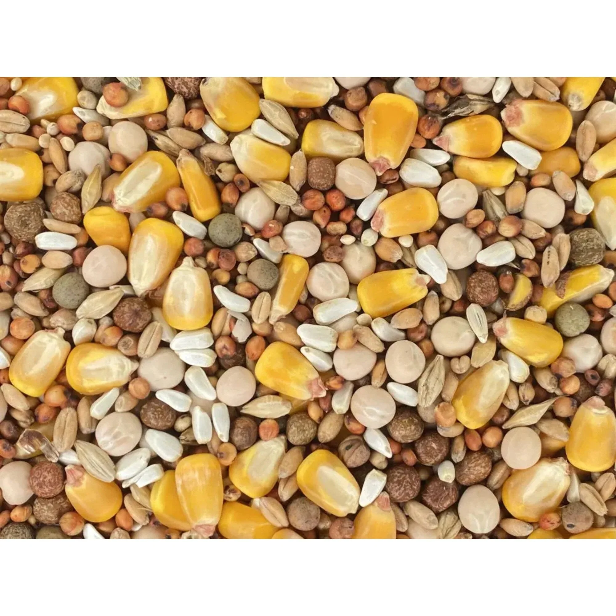 Versele-Laga Classic Pigeon Blend with 15 Percent Corn Wild Bird Food - 50 Lbs - Image 2