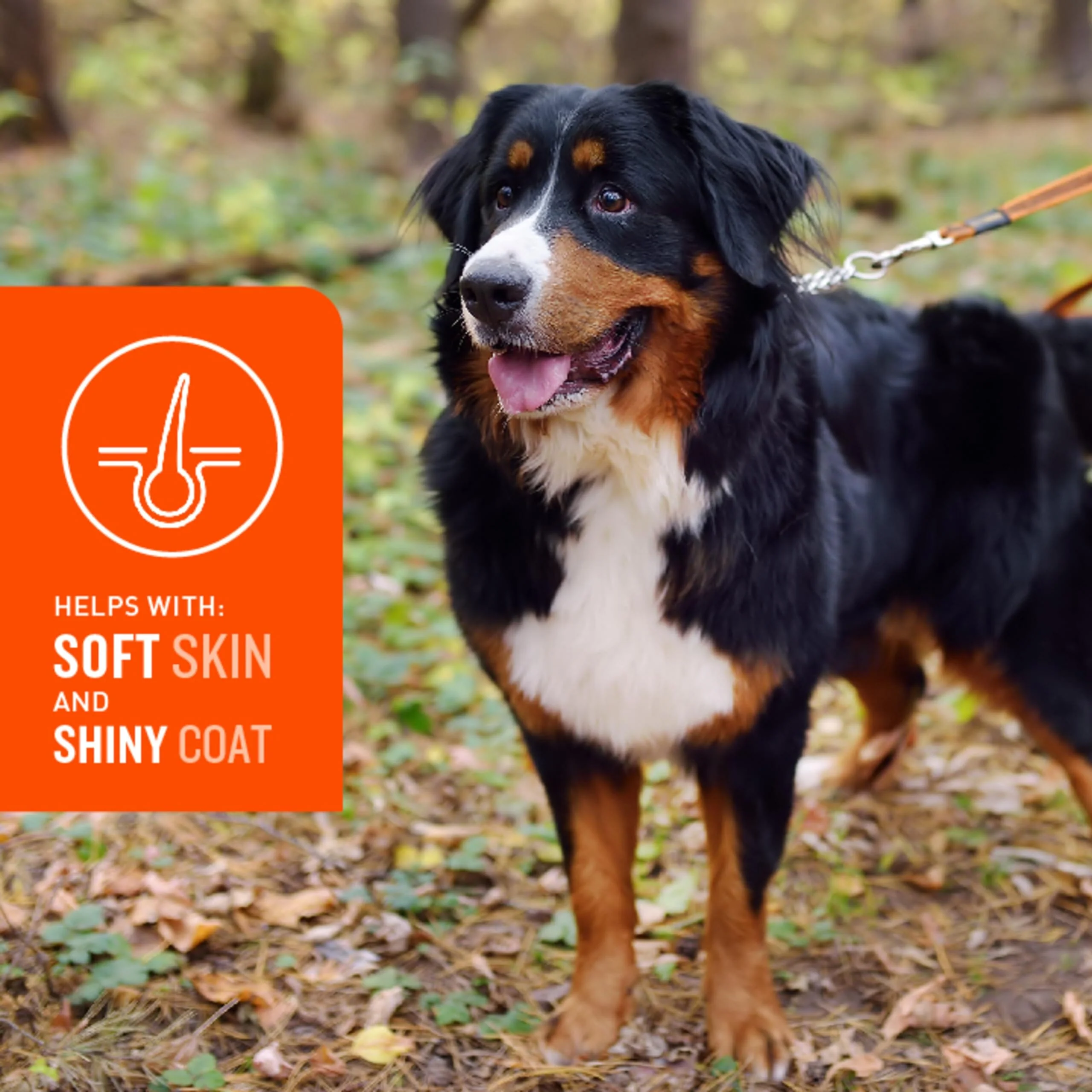 VETIQ Skin and Coat Hickory Smoke Flavored Soft Chew Dog Supplements - 60 Count - Image 5