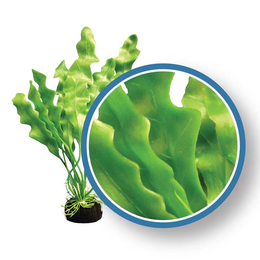 Weco Products Freshwater Pro Series Amazon Ruffled Sword Aquarium Plant - Green - 9 in
