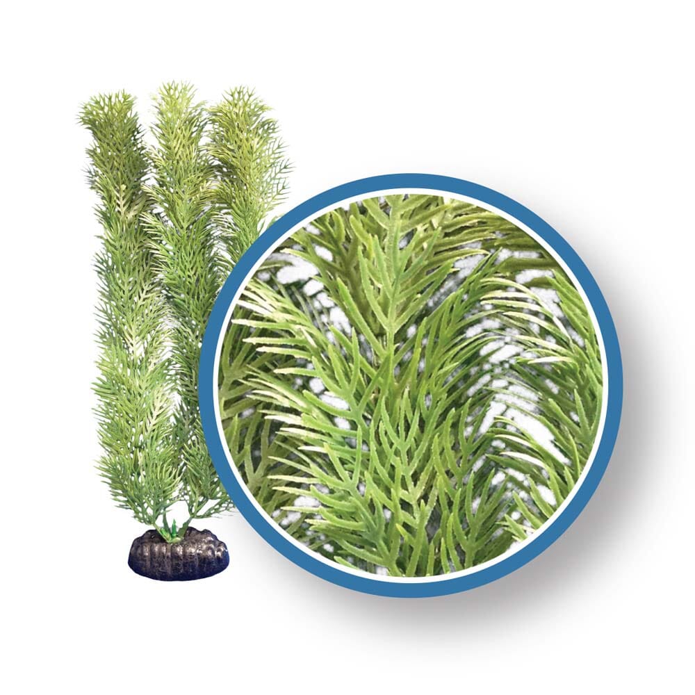 Weco Products Freshwater Pro Series Cabomba Aquarium Plant - Green - 9 in