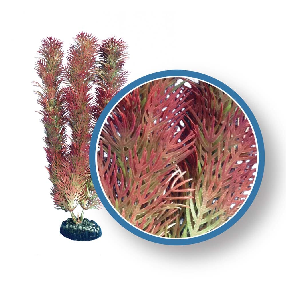 Weco Products Freshwater Pro Series Cabomba Aquarium Plant - Red - 9 in