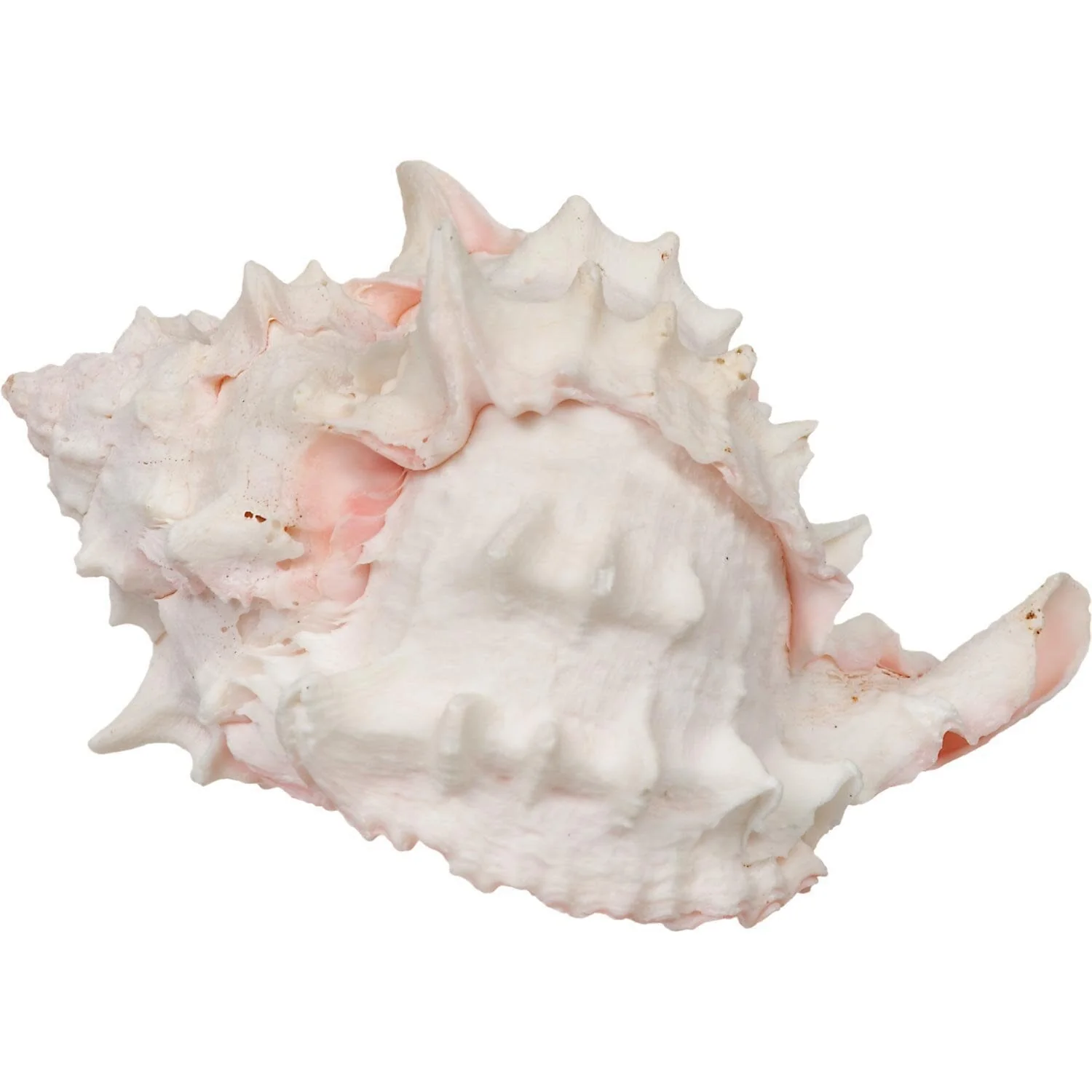 Zoo Med Laboratories Hermit Crab Growth Shell - Medium - 2 Pack - Image 2