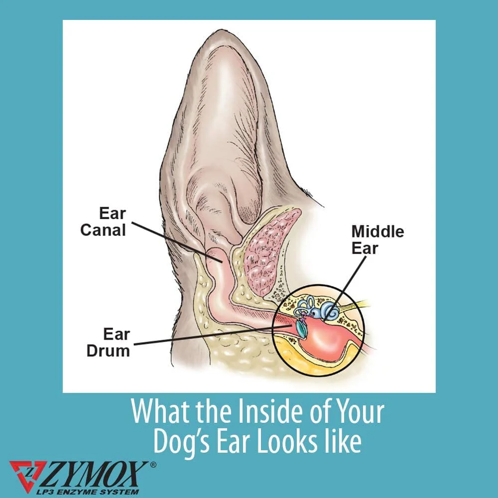Zymox Pet Ear Care Hydrocortisone Free Dog Ear Care - 1.25 Oz - Image 3